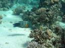 Besenfisch