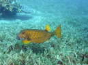 Kofferfisch