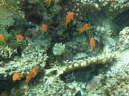 Lippfisch