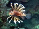 Rotfeuerfisch