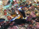 Nacktschnecke