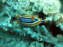 Nacktschnecke